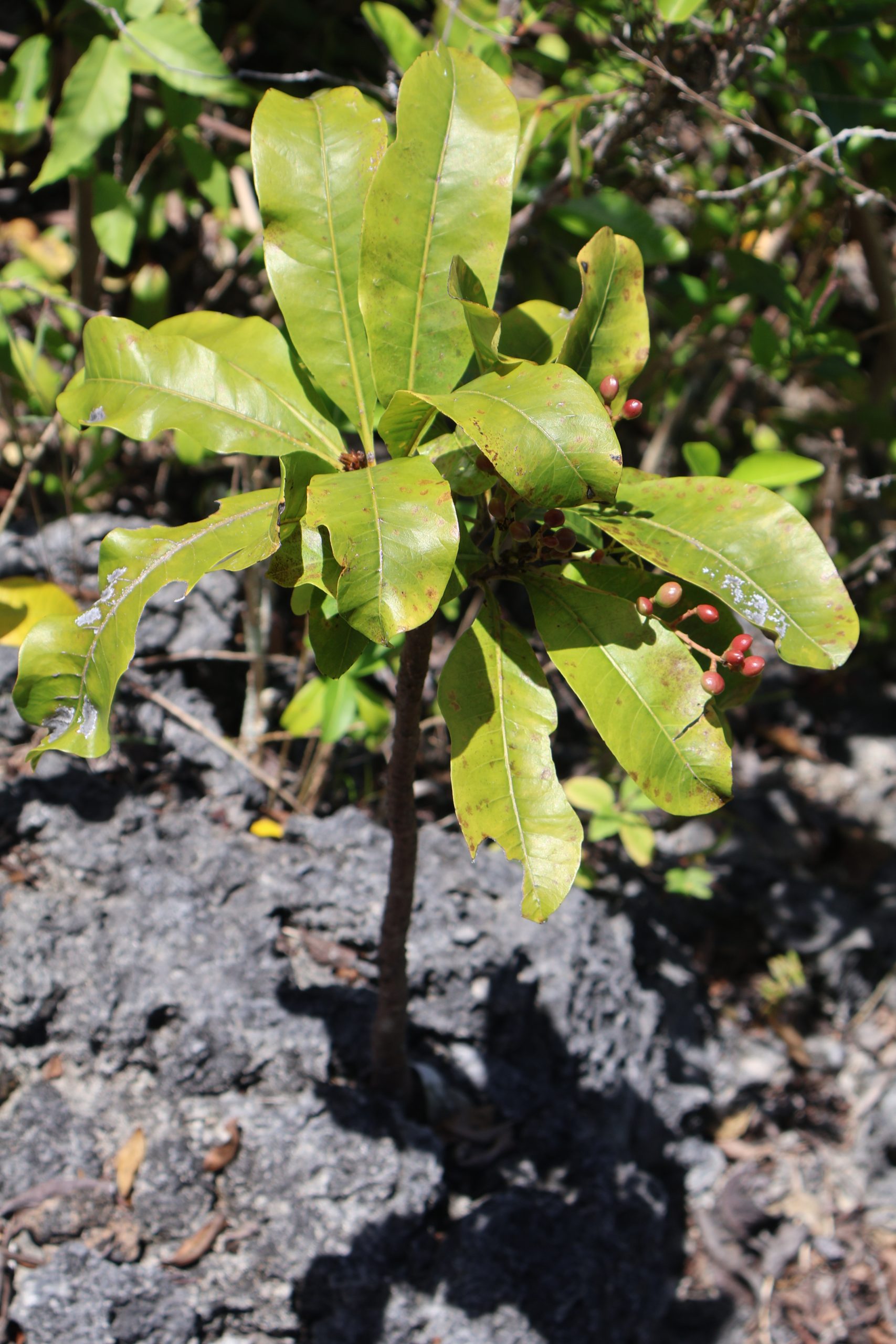 ANAC_Buchanania-arborescens-scaled.jpg