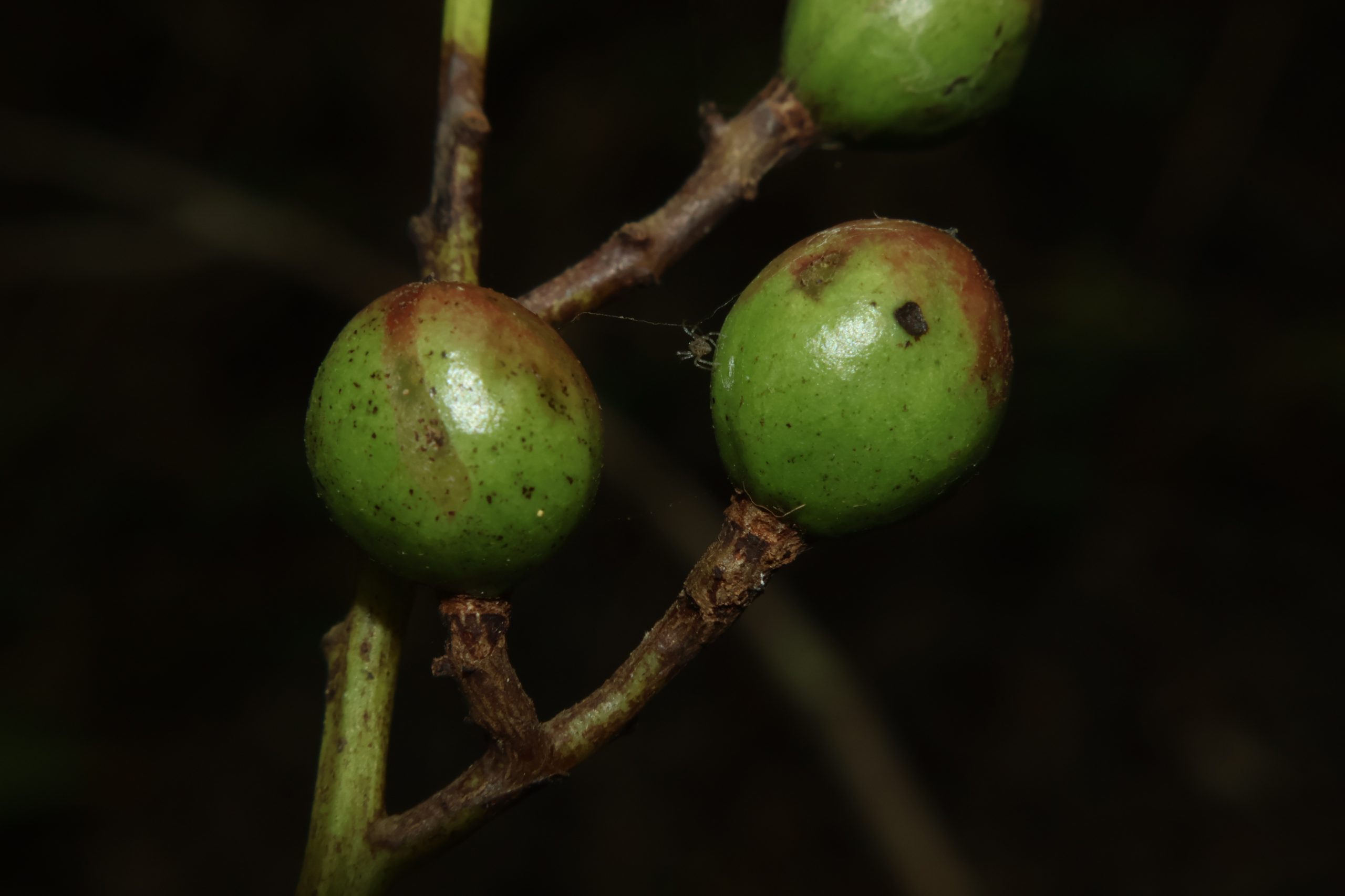 ANAC_Buchanania-arborescensBunga-scaled.jpg