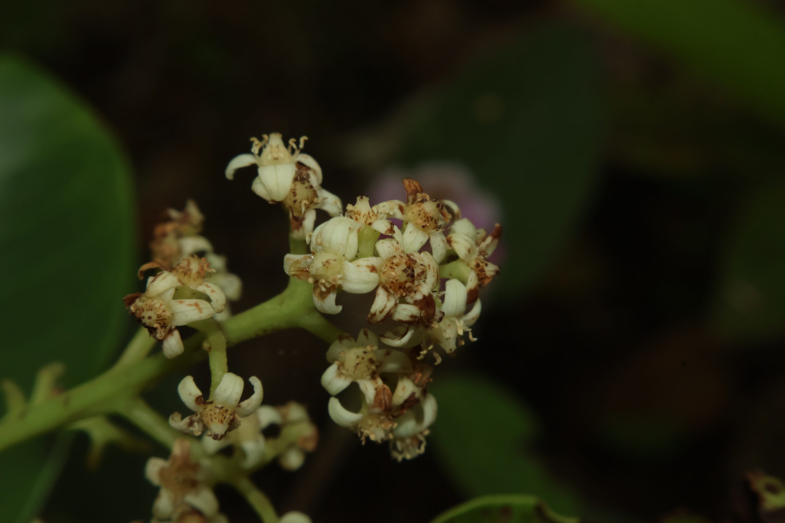 ANAC_Buchanania-arborescensBuwak-scaled.jpg