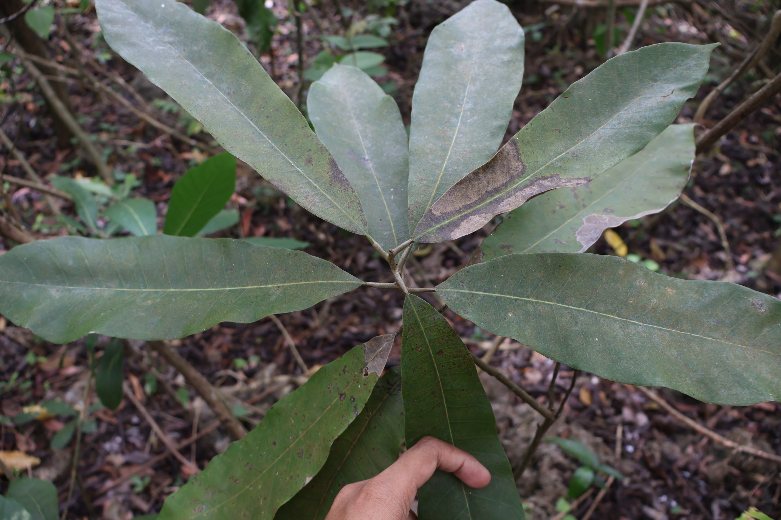 ANAC_Semecarpus-cuneiformisDahon-scaled.jpg