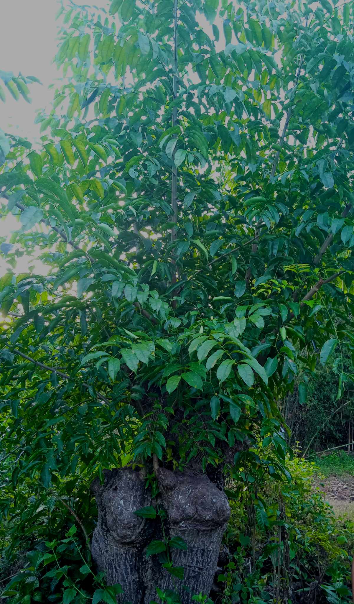 ANAC_Spondias-pinnata-1.jpg