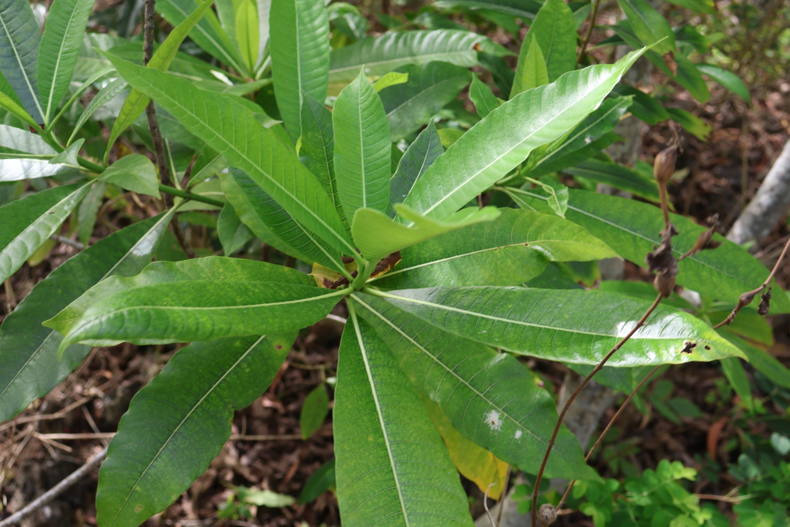 APOC_Alstonia-macrophyllaDahon-scaled.jpg