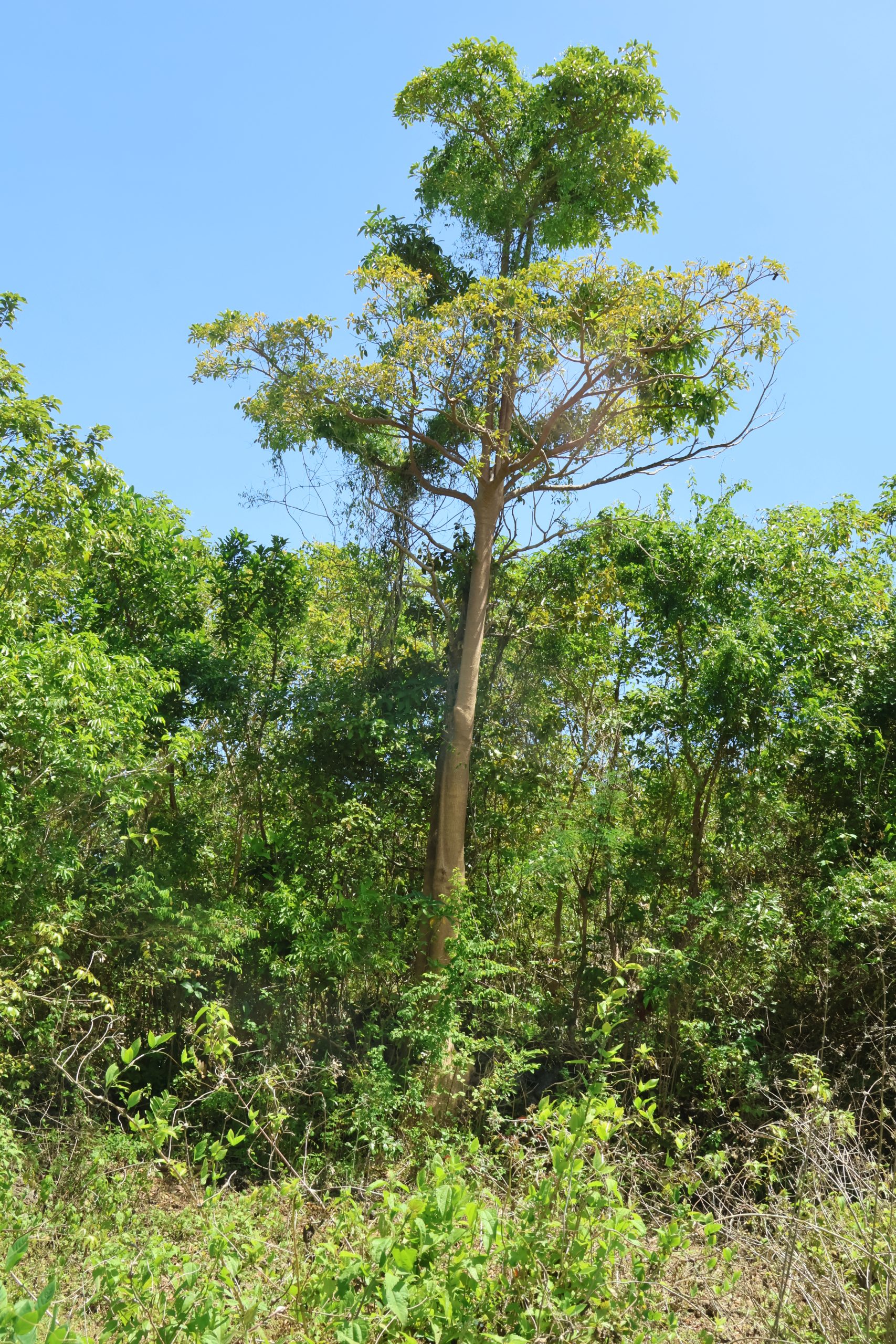 APOC_Alstonia-scholaris-scaled.jpg