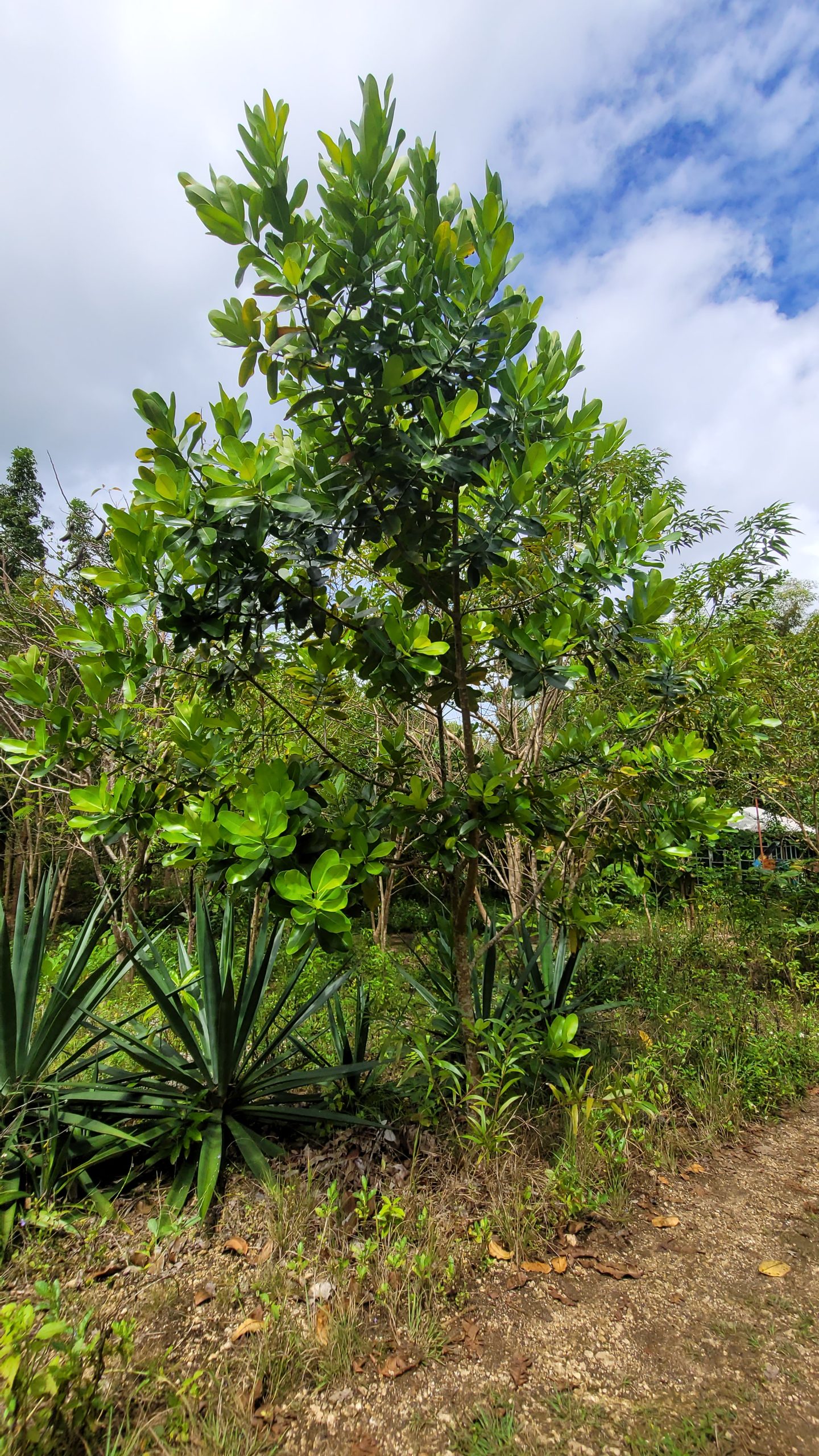 CALO_Calophyllum-inophyllum-scaled-1