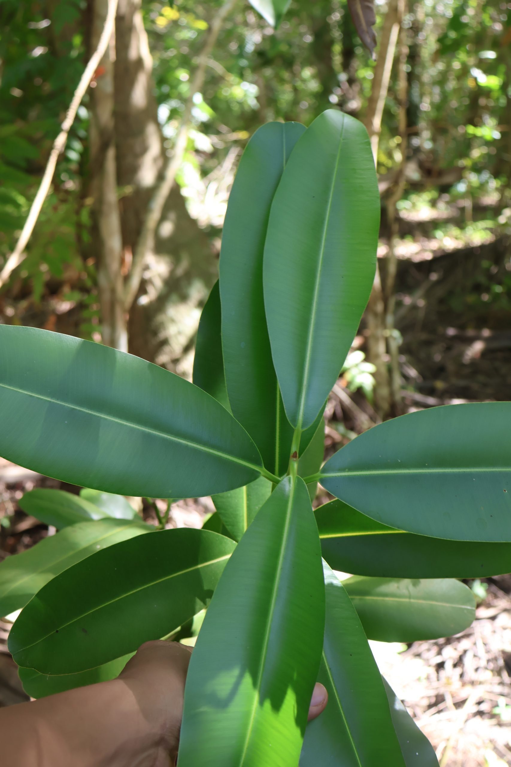CALO_Calophyllum-inophyllumDahon-scaled.jpg