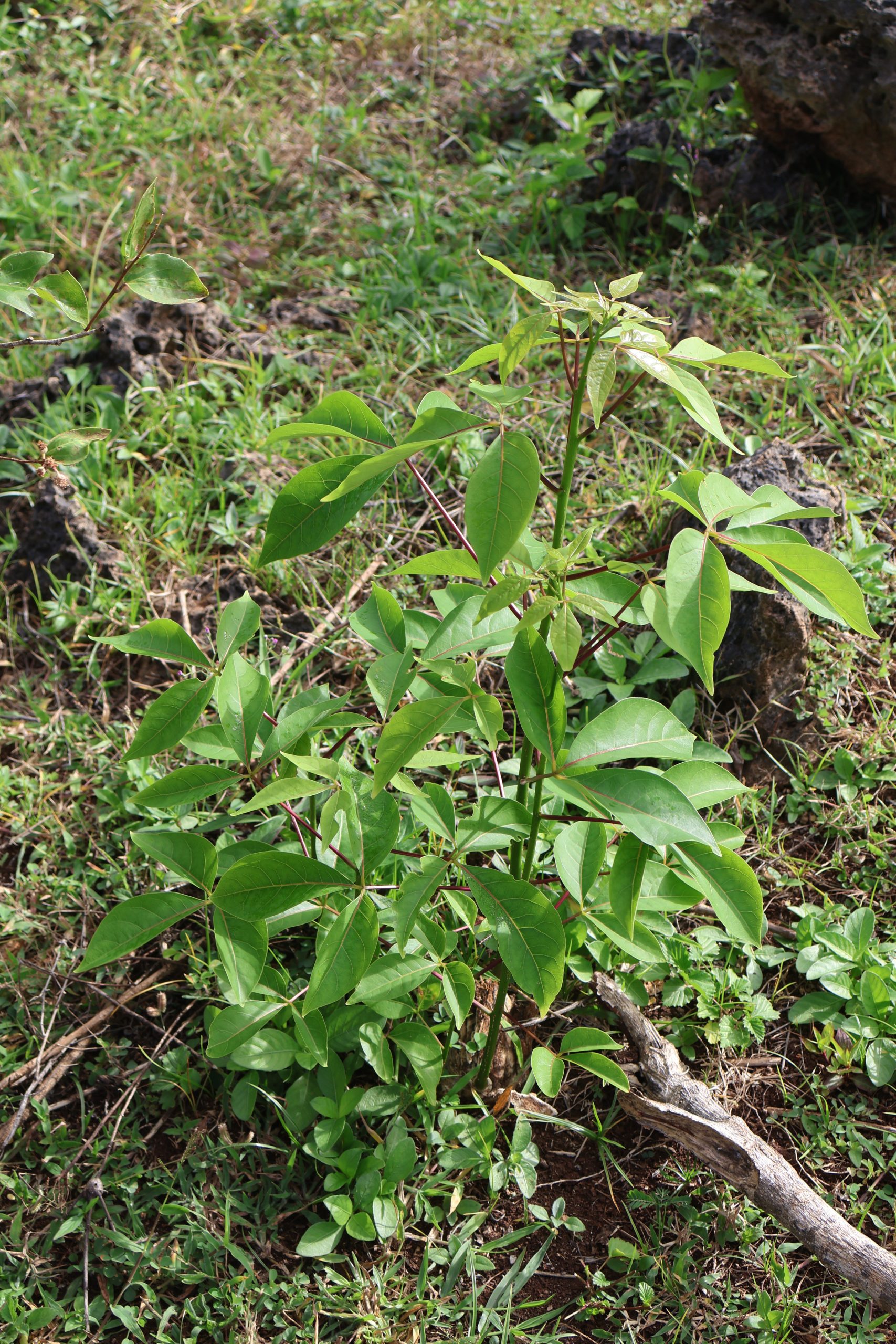 CAPP_Crateva-adansonii-scaled.jpg