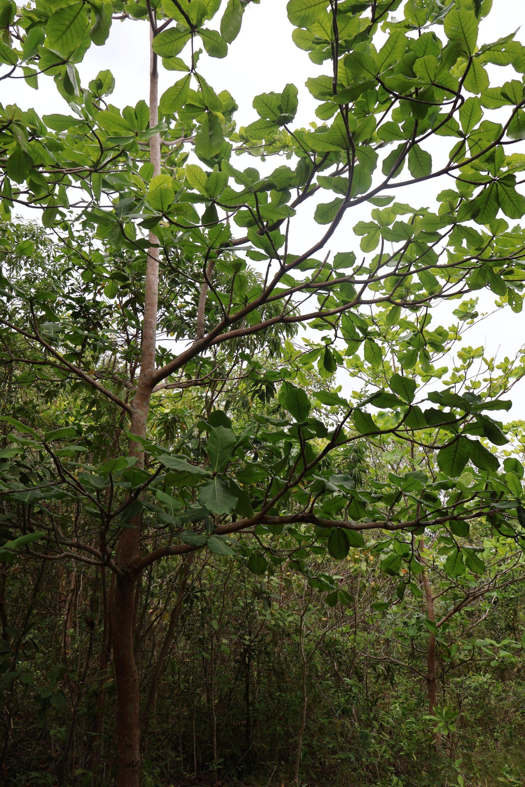 COMB_Terminalia-catappa-1-scaled.jpg