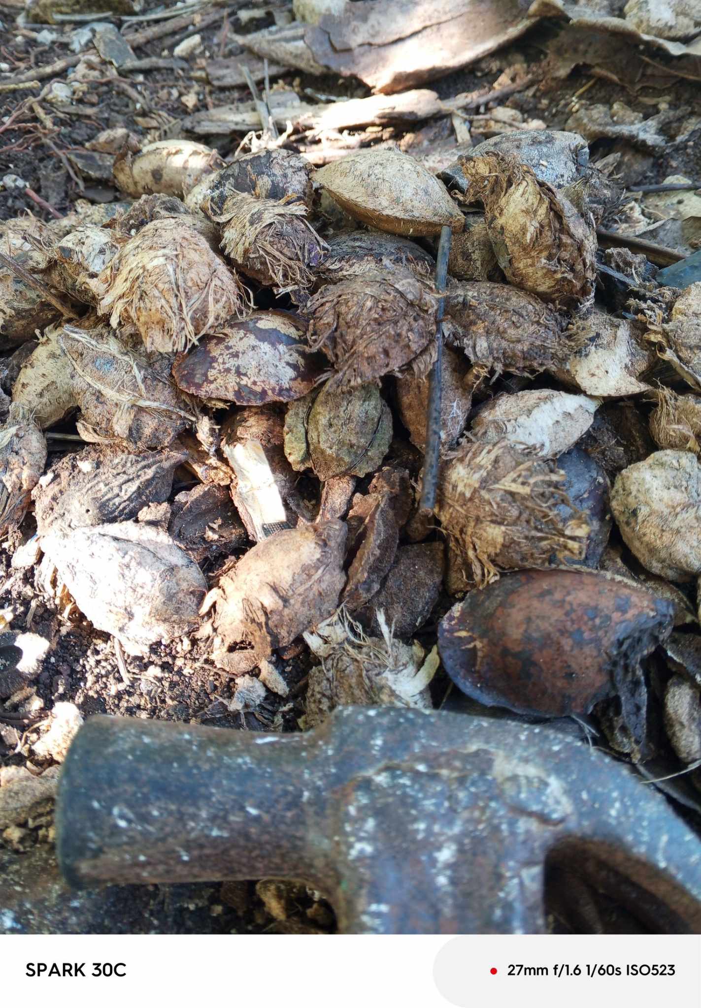 COMB_Terminalia-catappaBunga.jpg