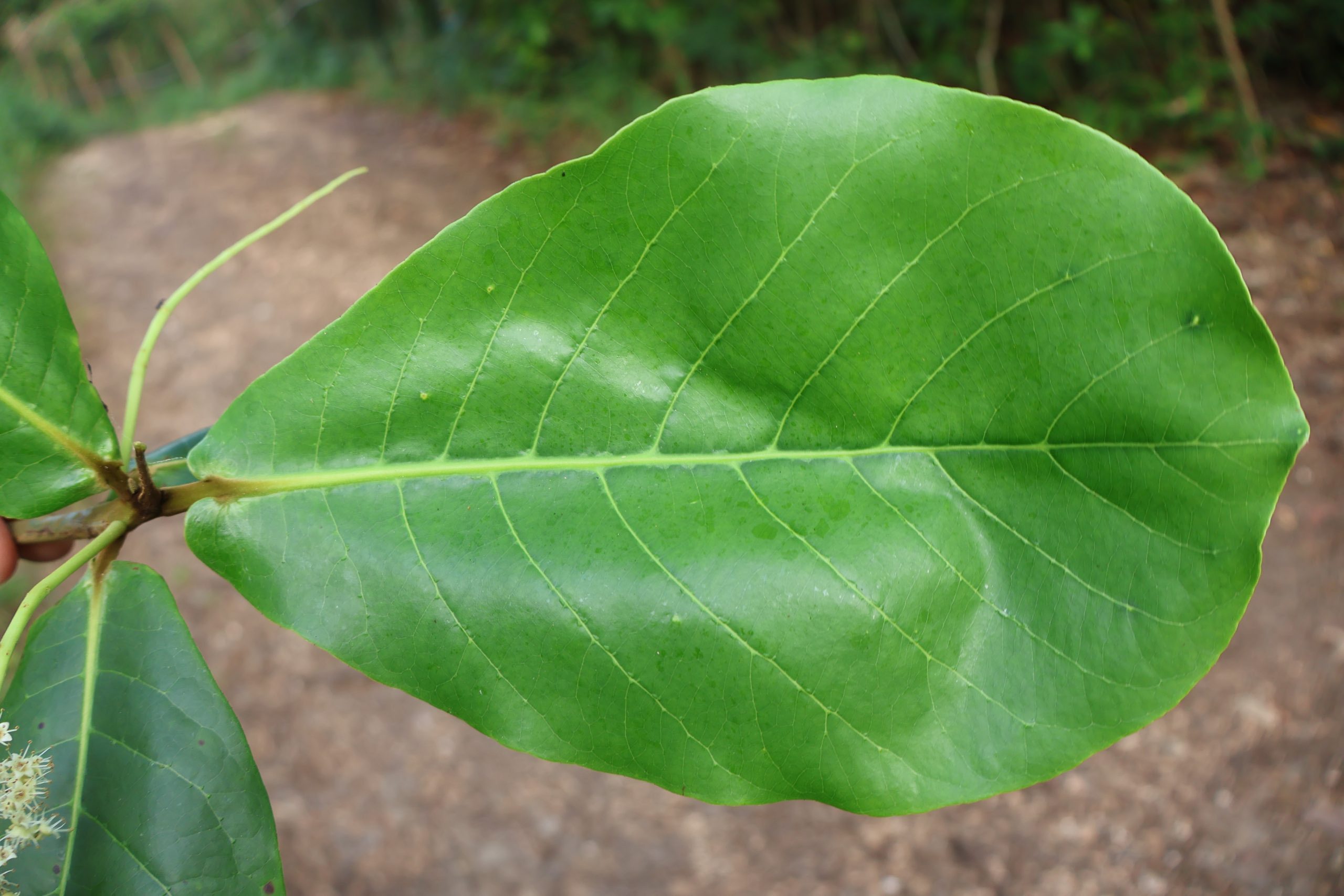 COMB_Terminalia-catappaDahon-scaled.jpg