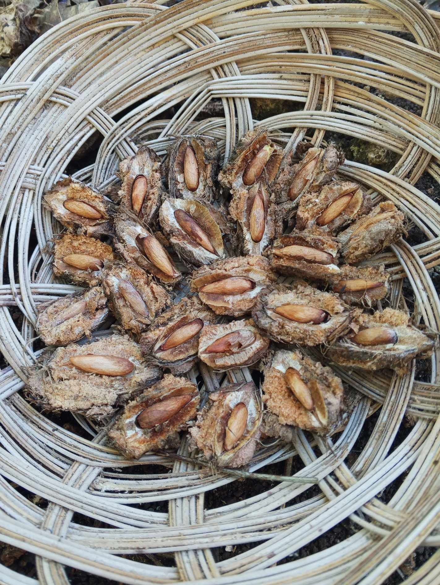 COMB_Terminalia-catappaUnod.jpg