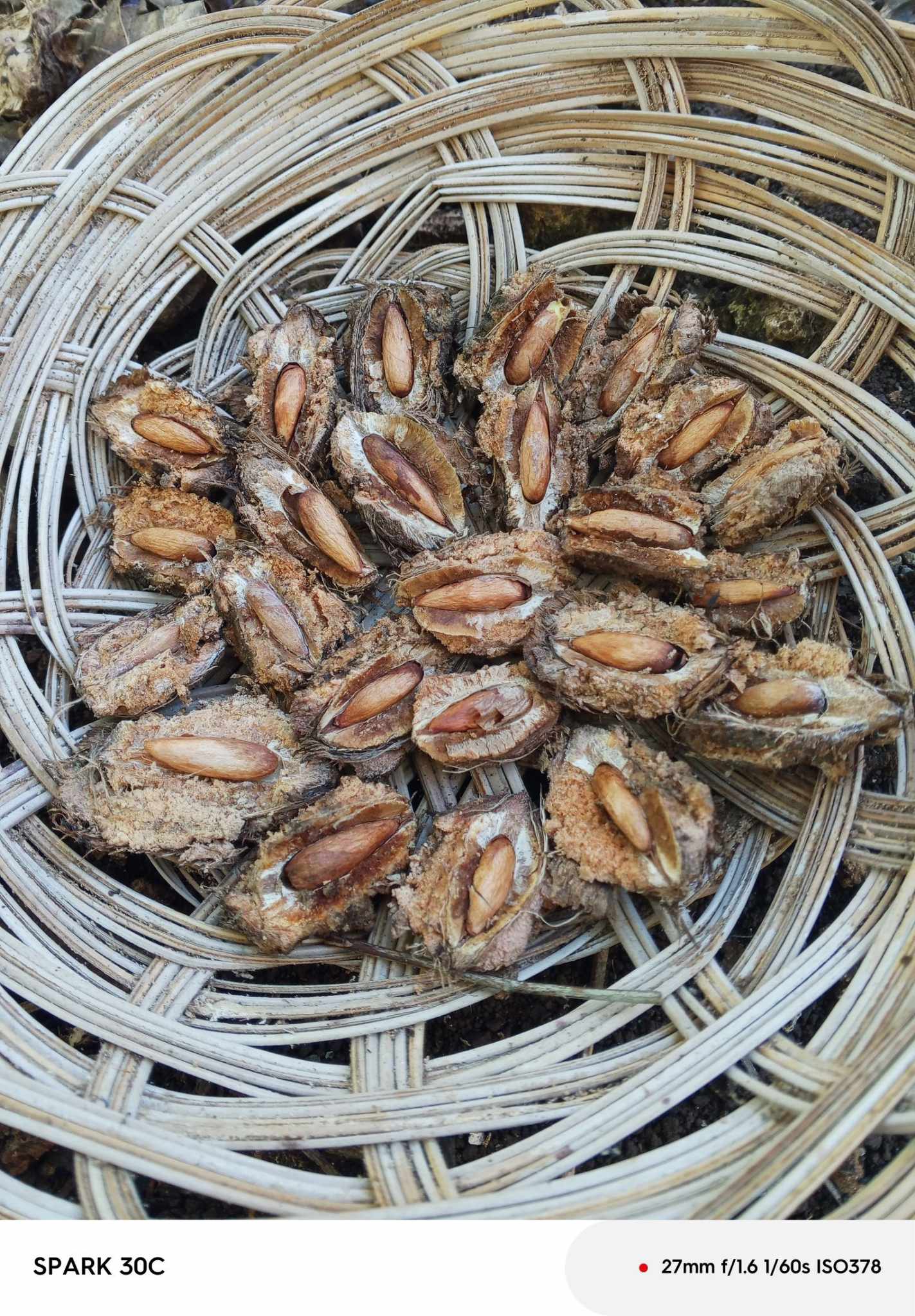 COMB_Terminalia-catappaUnod.jpg