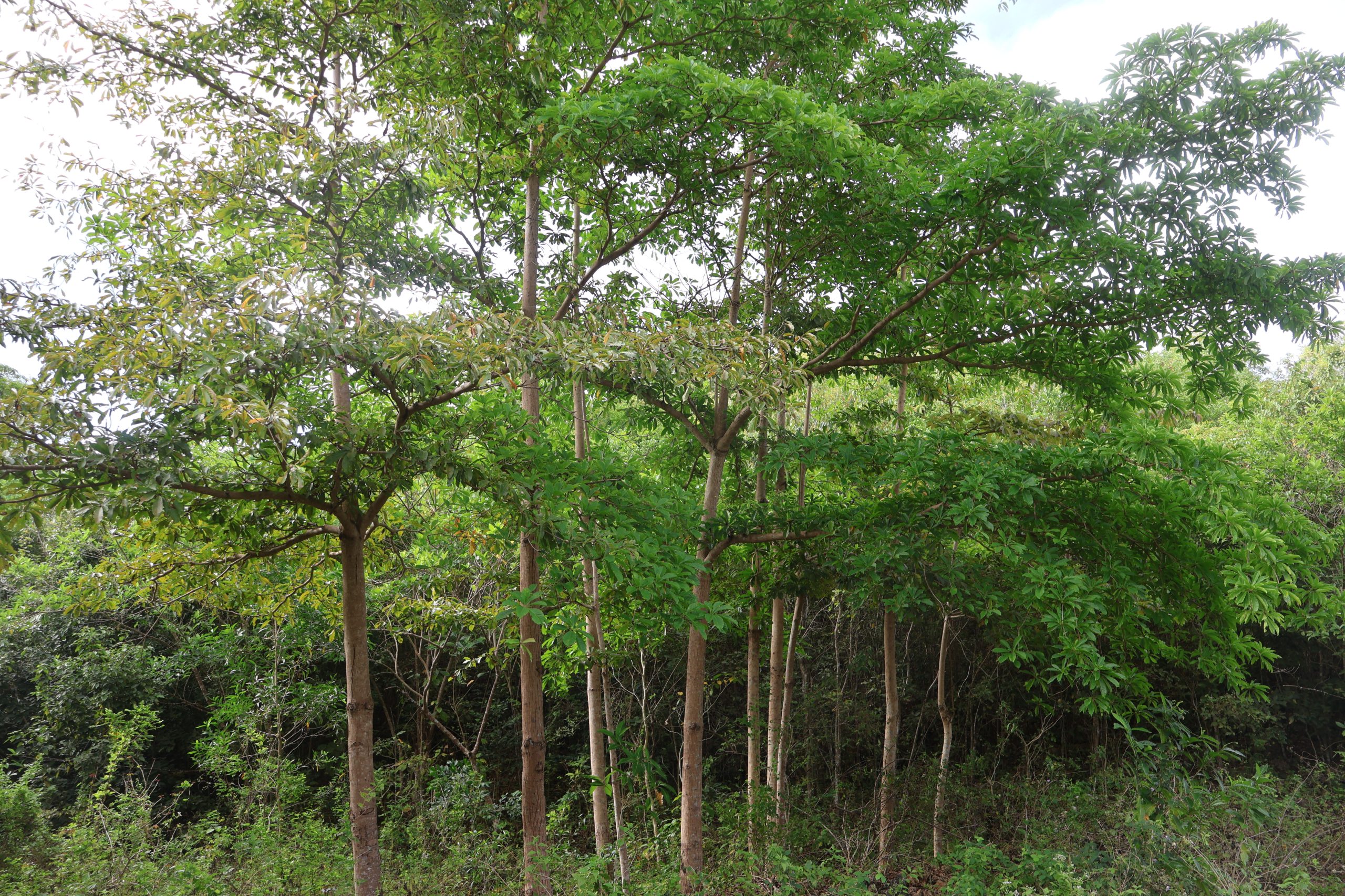 COMB_Terminalia-foetidissima-scaled.jpg
