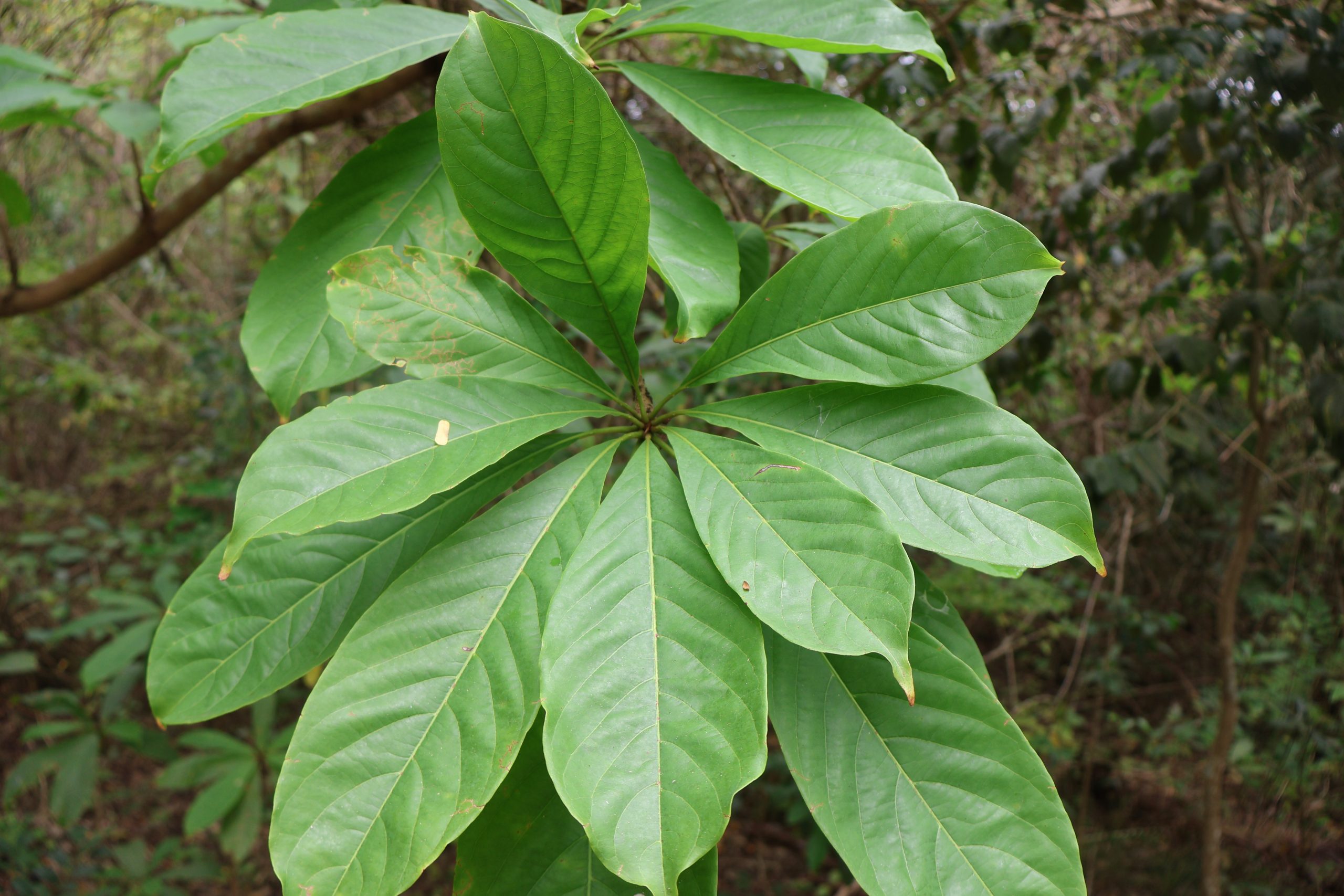 COMB_Terminalia-foetidissimaDahon-scaled.jpg