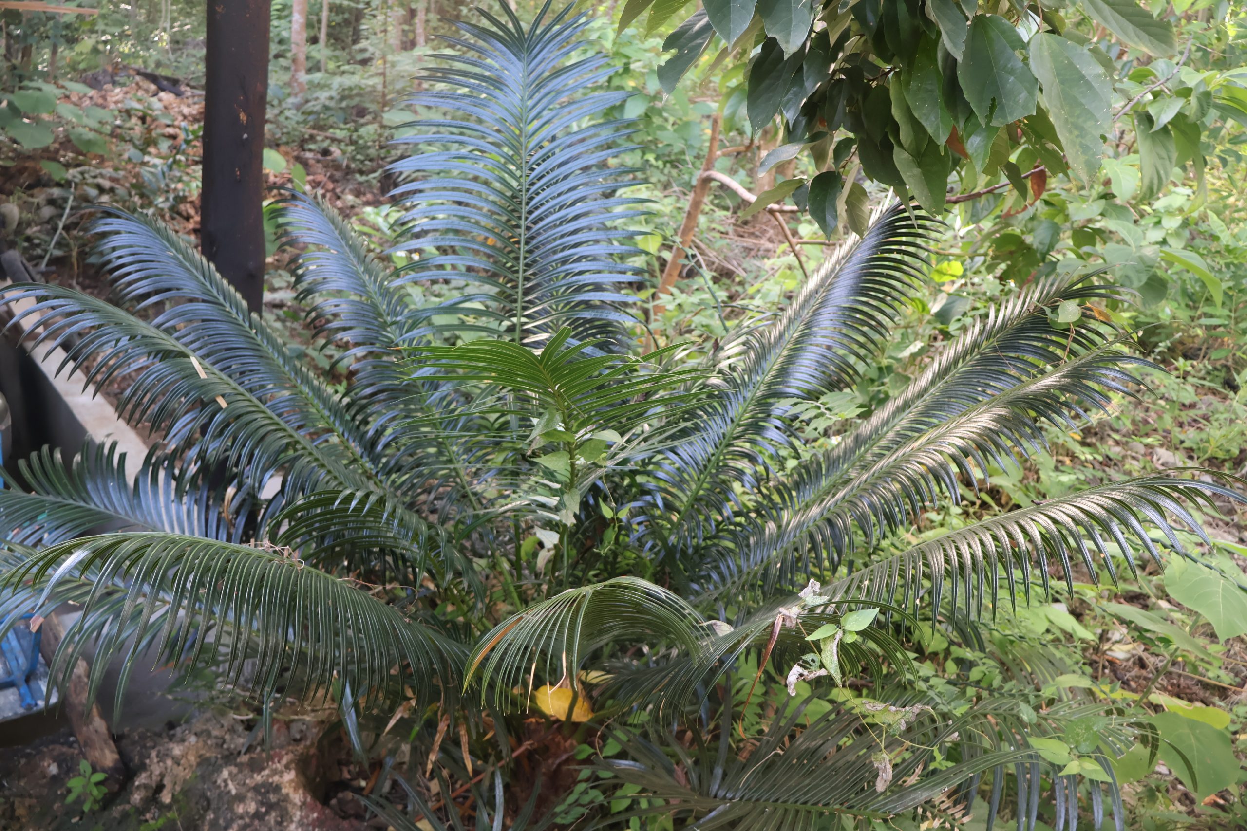 CYCA_Cycas-edentata-scaled-1.jpg
