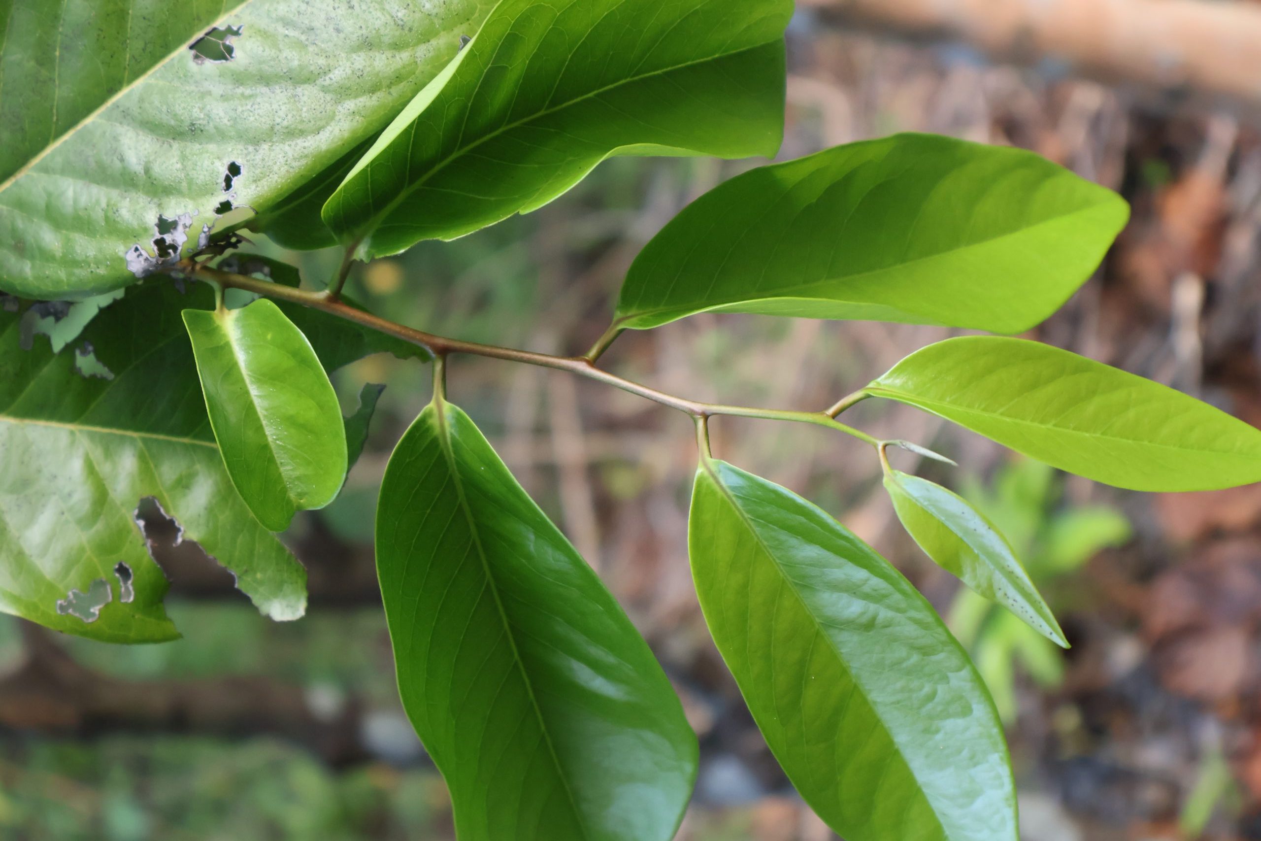 EBEN_Diospyros-maritima-2-scaled.jpg