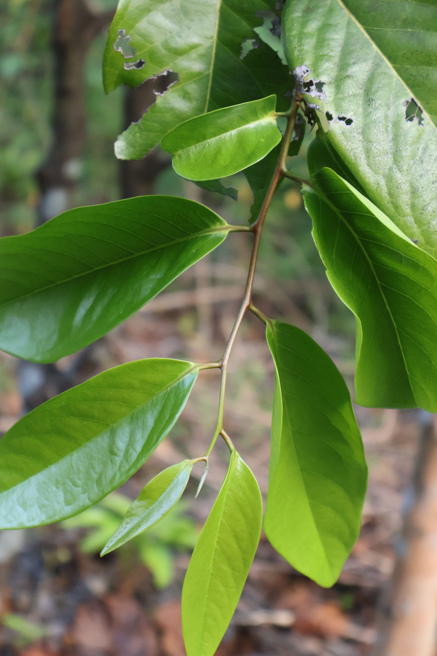 EBEN_Diospyros-maritima-2-scaled.jpg