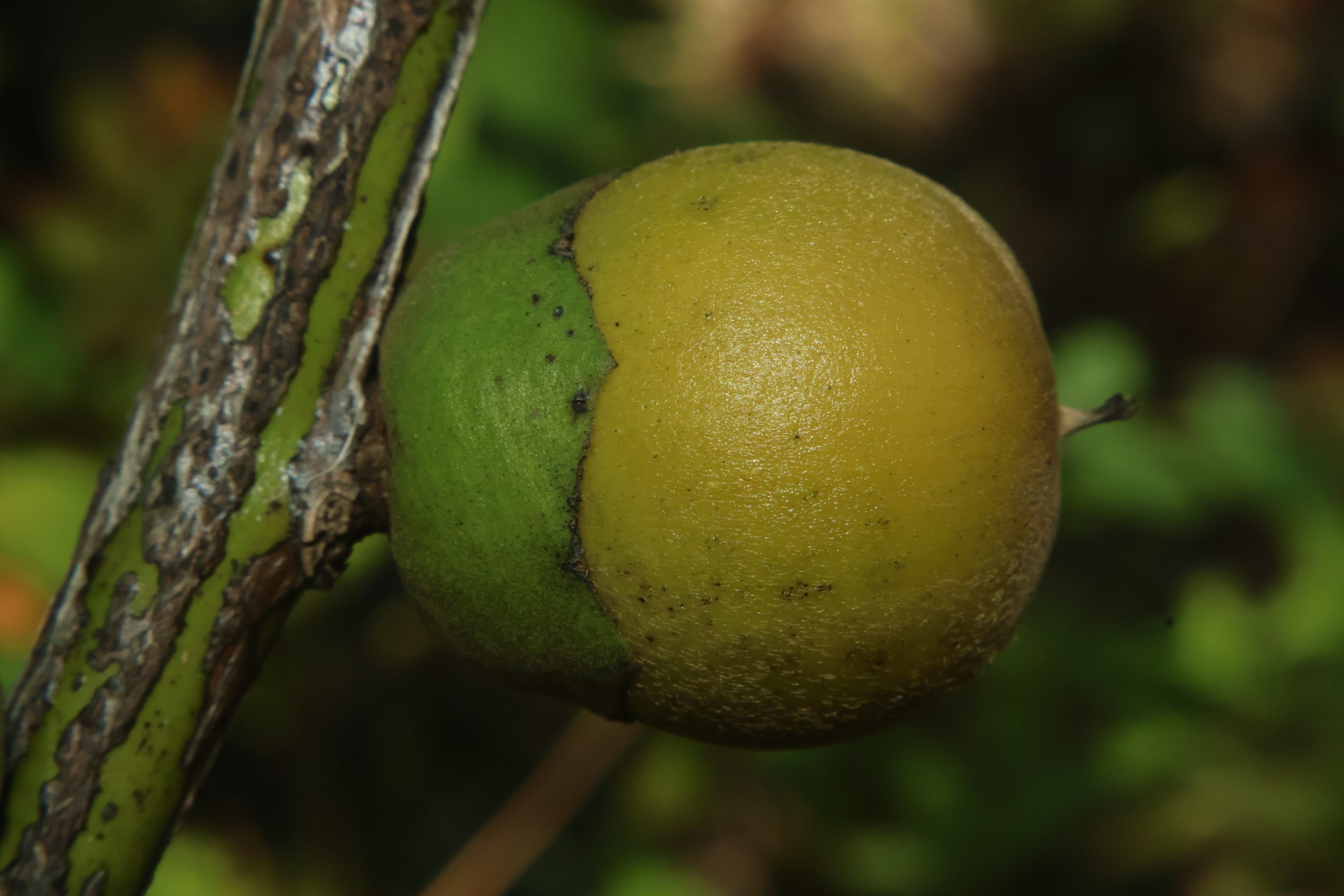 EBEN_Diospyros-maritimaBunga-2-scaled.jpg