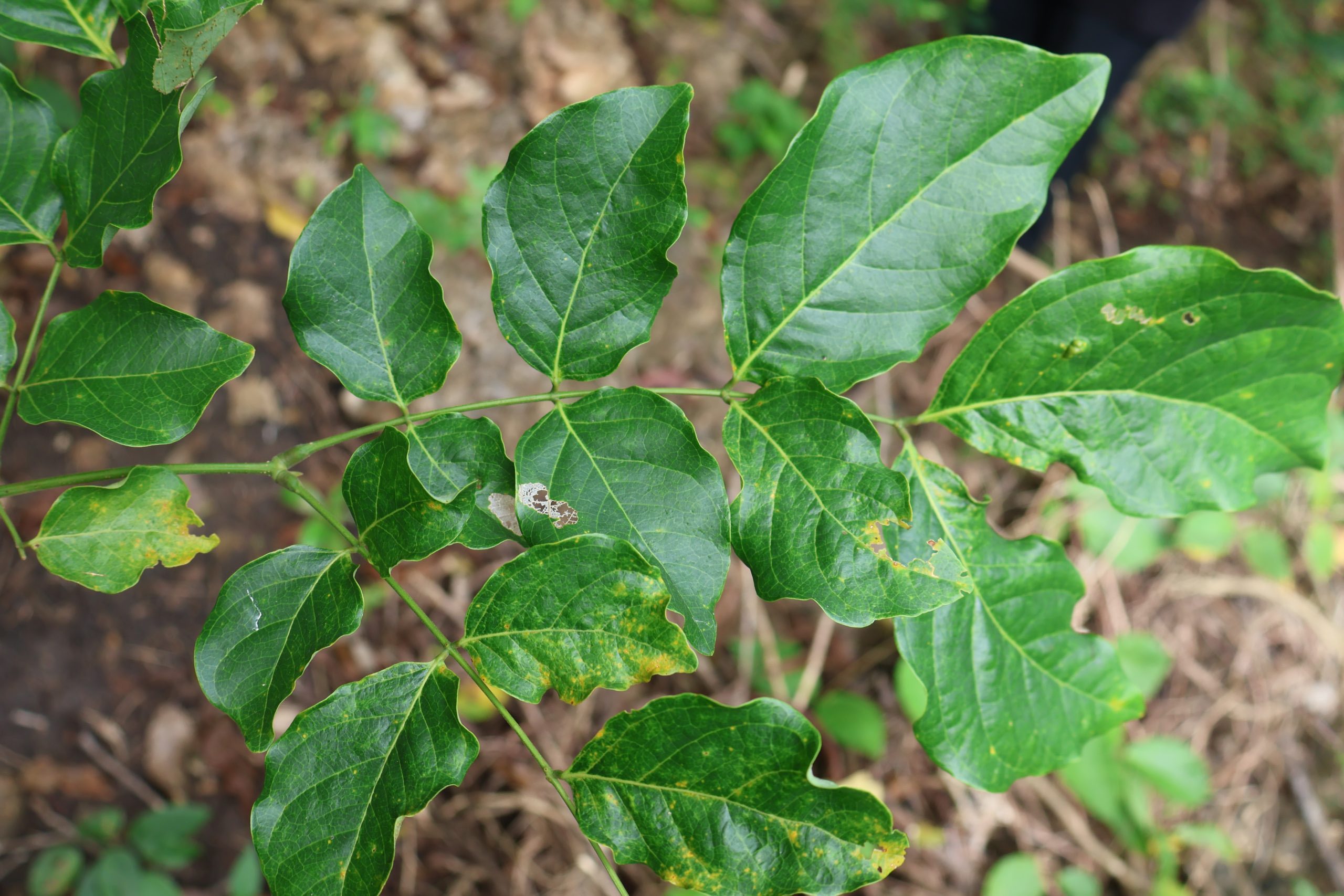 FABA_Albizia-saponaria-scaled.jpg