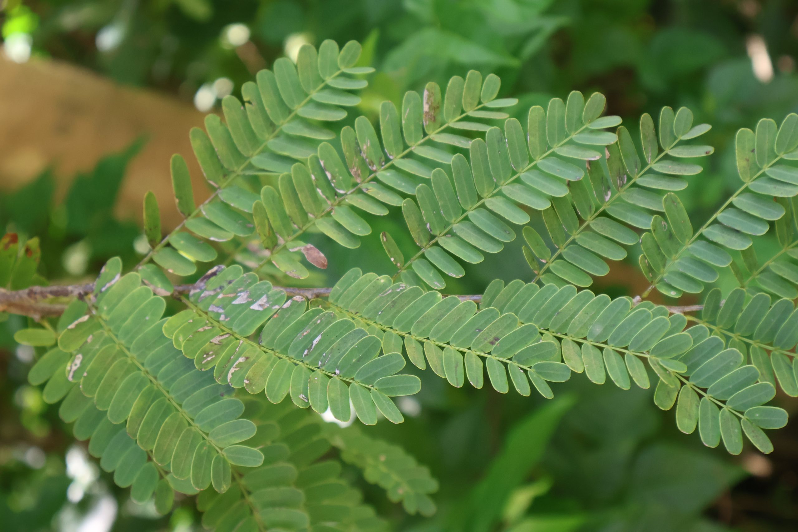 FABA_Tamarindus-indicus-Dahon-scaled.jpg