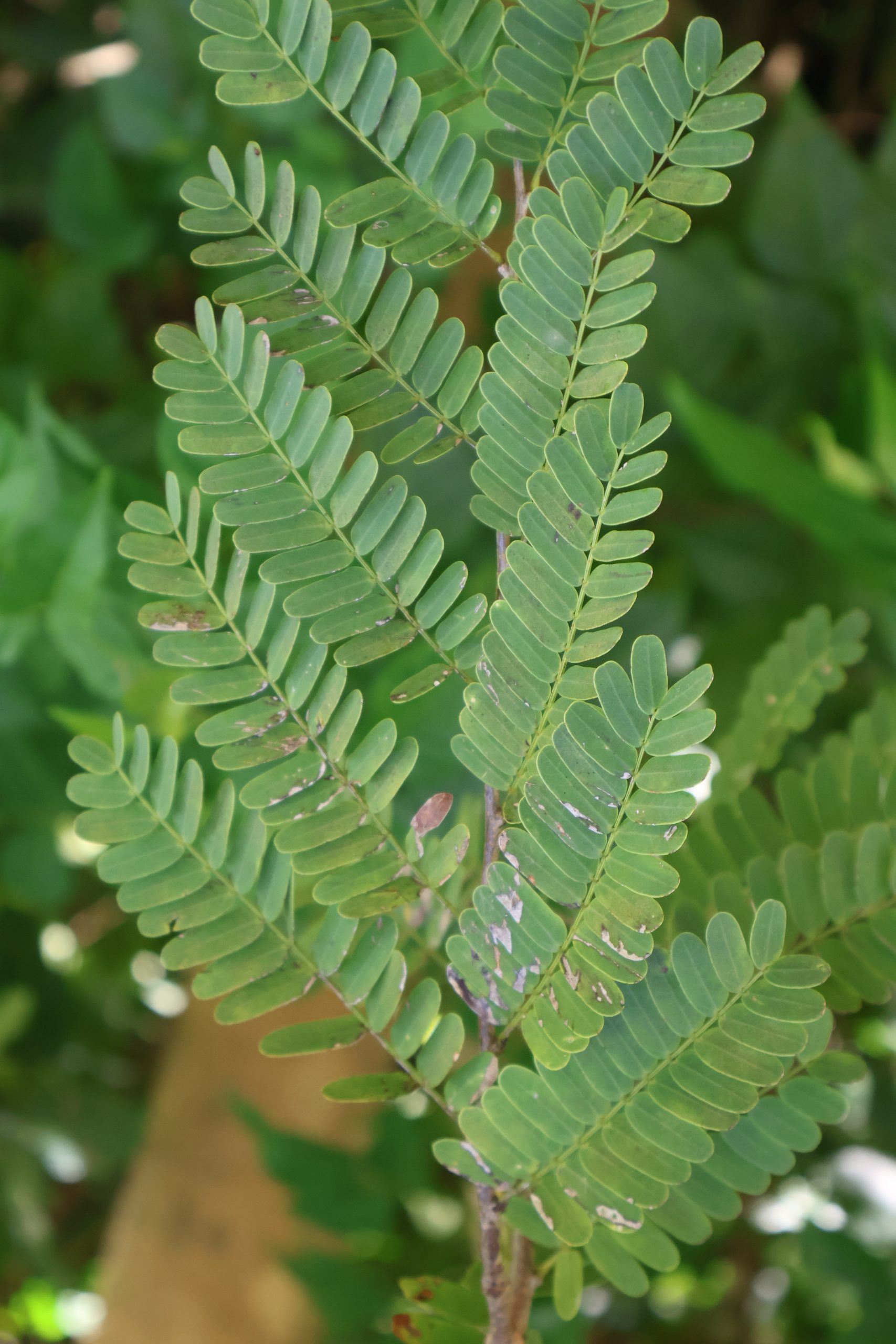 FABA_Tamarindus-indicus-Dahon-scaled.jpg