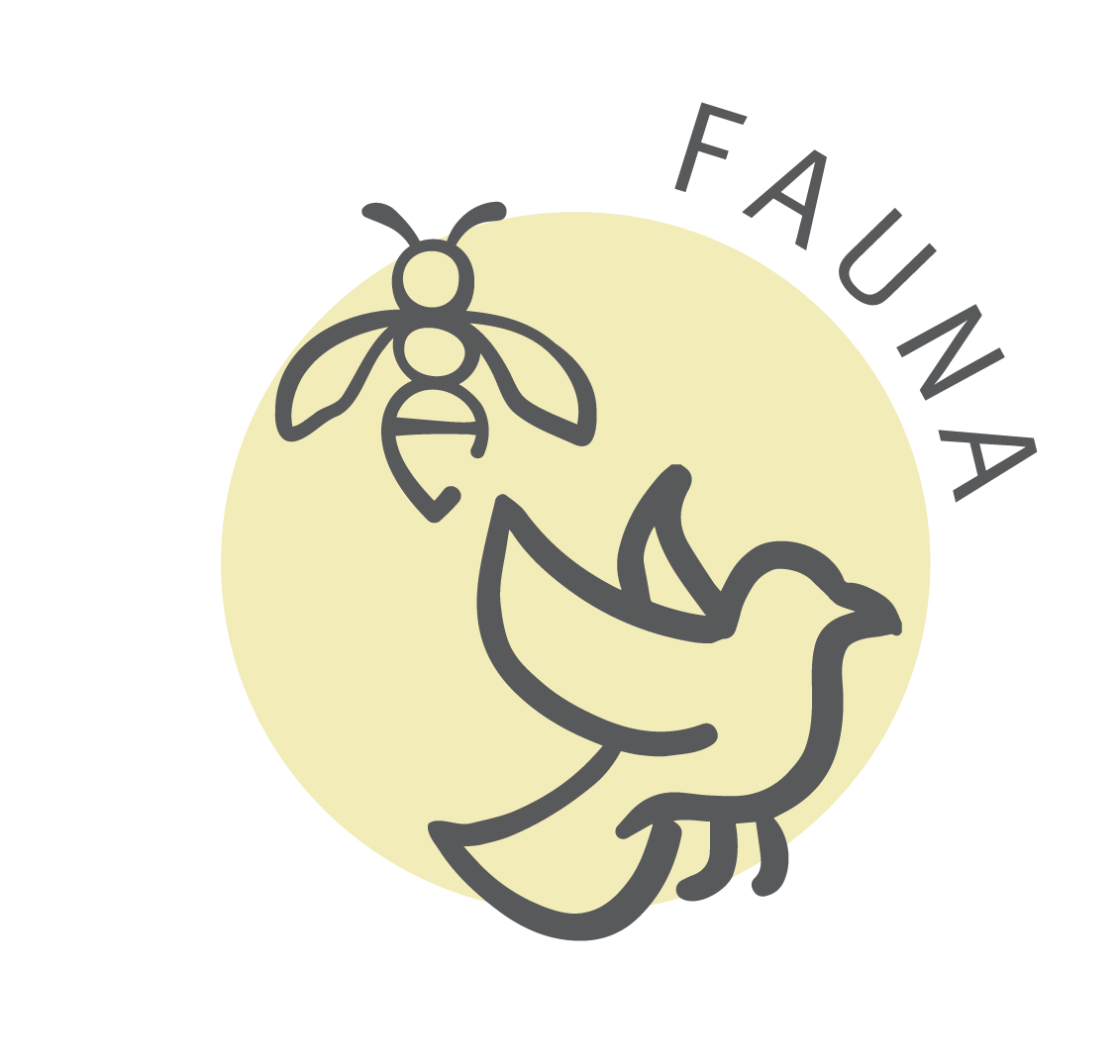 Fauna