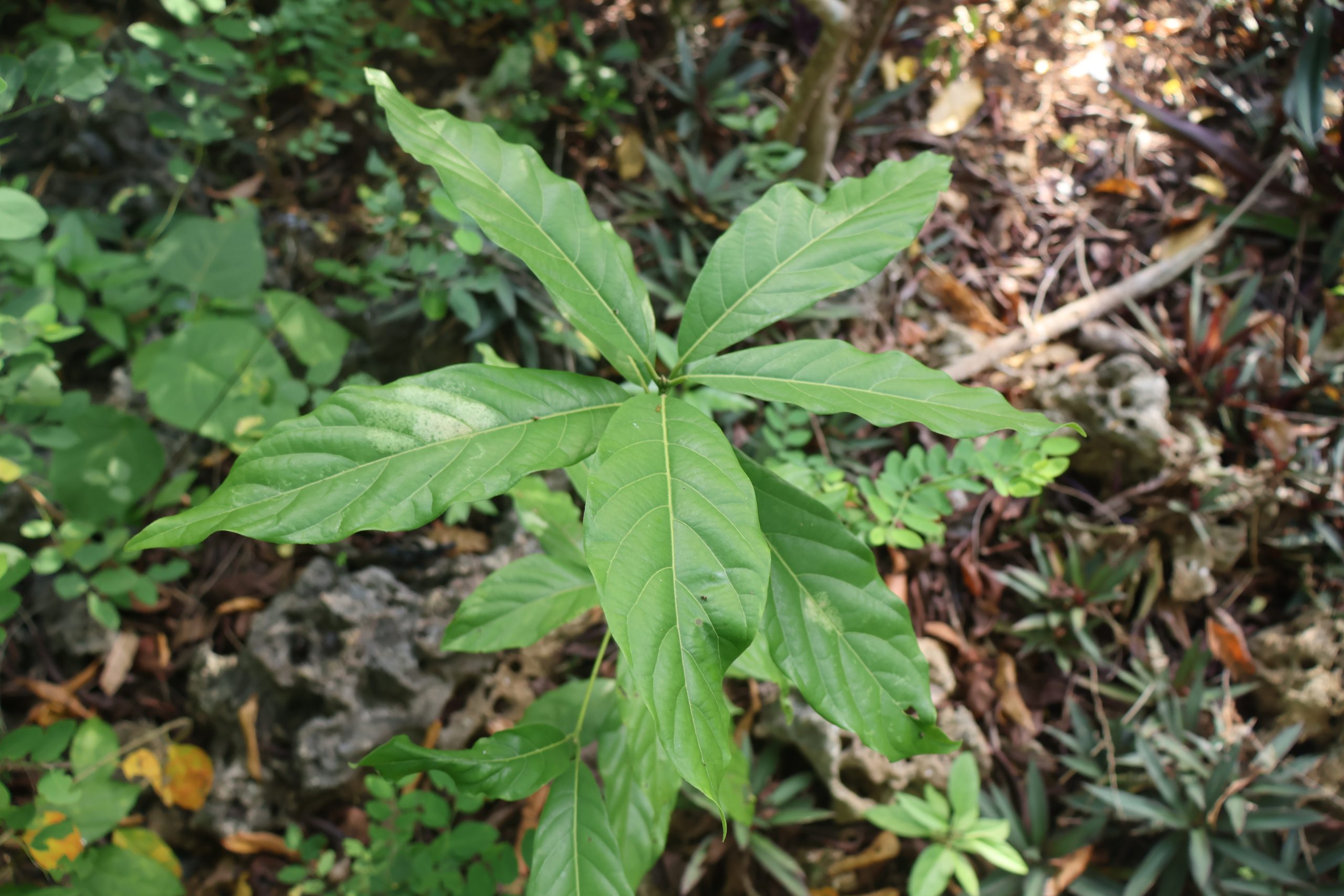 LAUR_Litsea-glutinosa-scaled.jpg