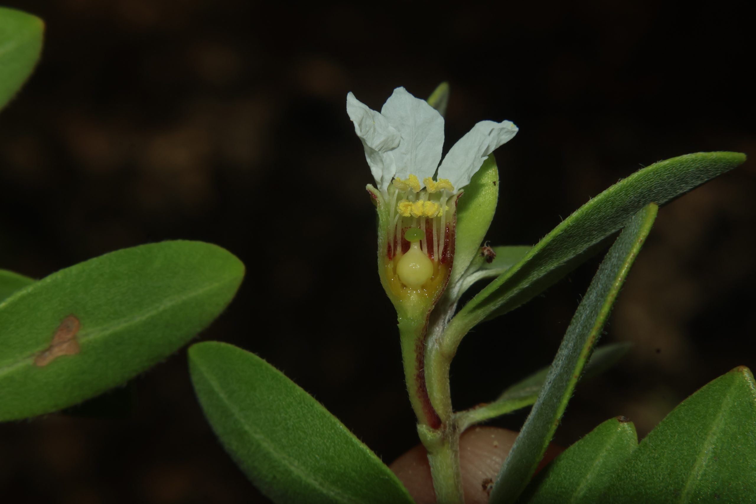 LYTH_Pemphis-acidulaBuwak-scaled.jpg