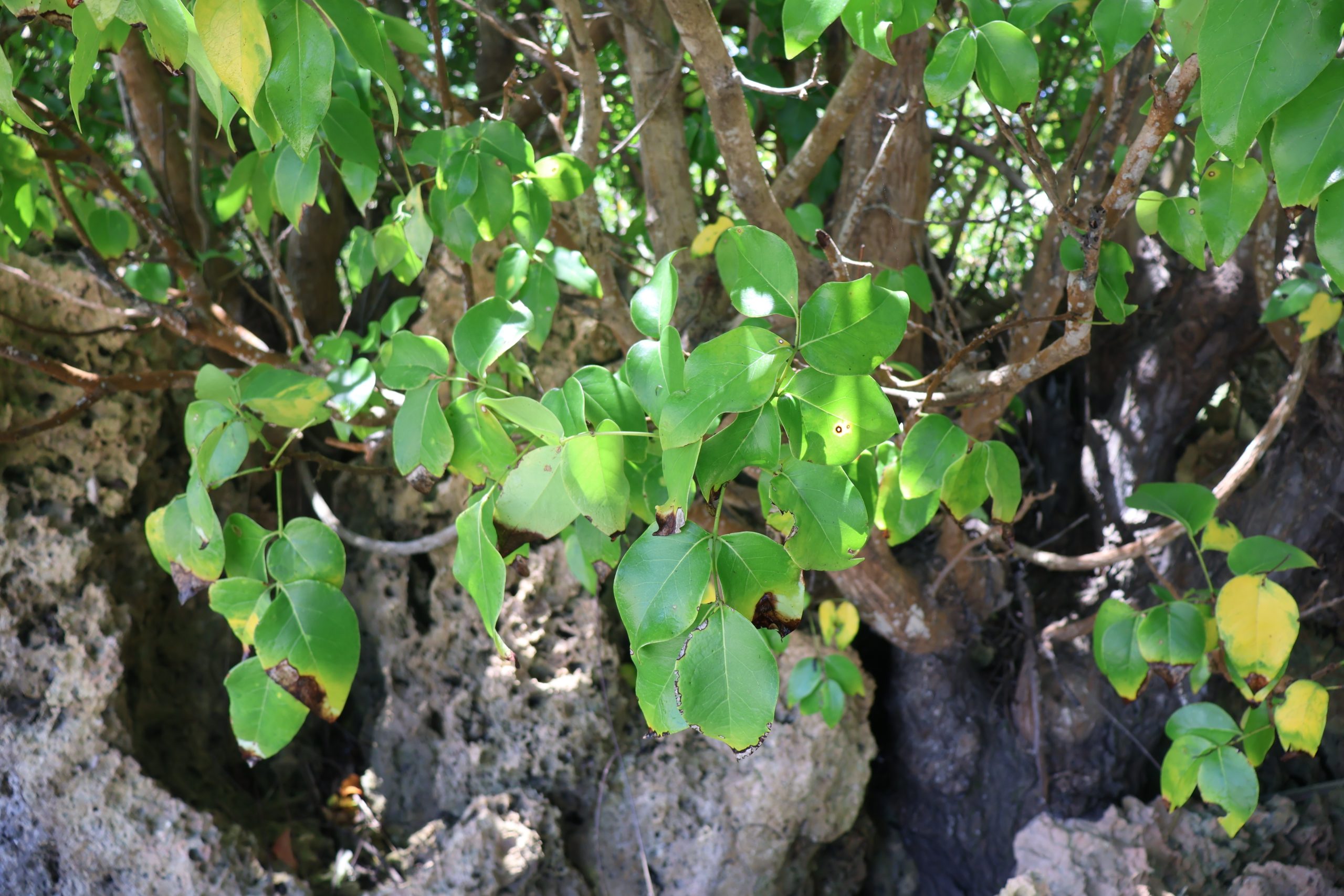MELI_cf.-Xylocarpus-spDahon-scaled-1.jpg