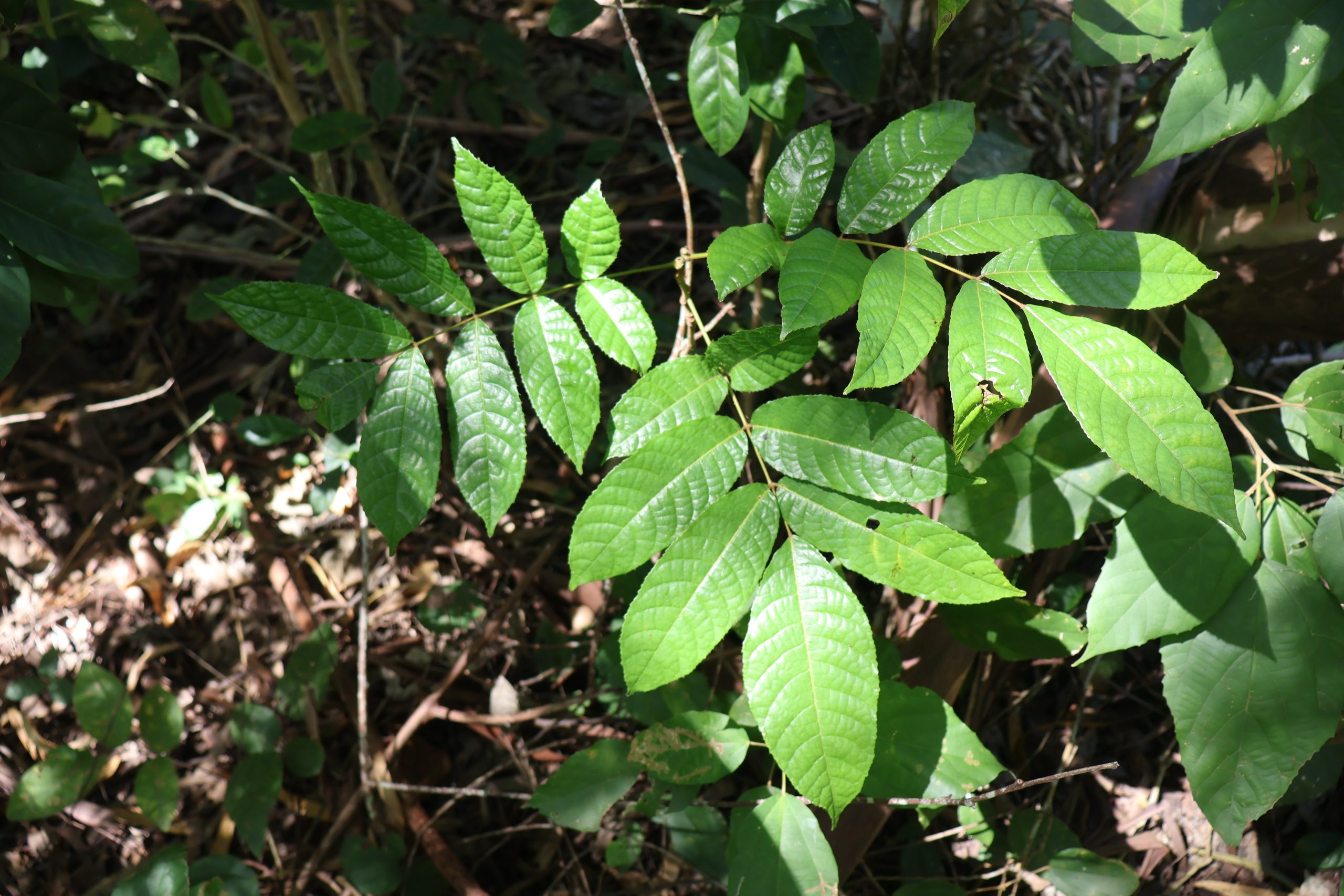 aaaa