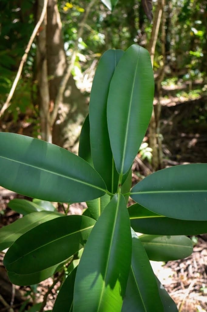 ca
