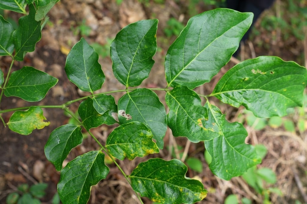 faba